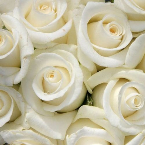 Rosa White Swan - rosa de fragancia discreta - Árbol de Rosas Híbrido de Té - rosal de pie alto - blanco - Hendrikus Antonie Maria Verschuren-Pechtold- forma de corona de tallo recto - Rosal de árbol con forma de flor típico de las rosas de corte clásico.